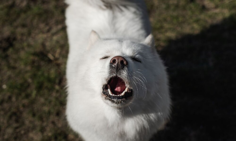 Ein weißer Hund mit dichtem Fell und geschlossenen Augen bellt mit offenem Maul auf einer grünen Wiese in der Sonne. | © Adobe Stock / Photography by Adri
