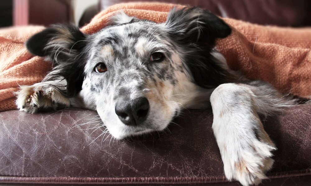 Ein schwarz-weiß gefleckter Hund mit schlaffen Ohren liegt entspannt unter einer orangefarbenen Decke auf einem braunen Ledersofa. | © Adobe Stock / Lindsay_Helms