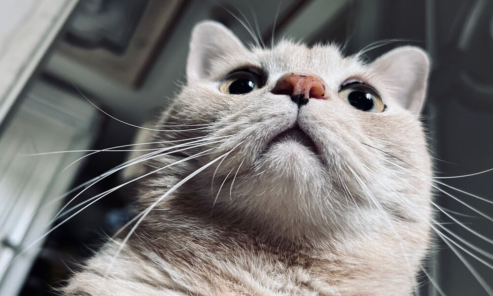 Nahaufnahme einer cremefarbenen Katze mit großen, neugierigen Augen und langen Schnurrhaaren vor unscharfem Innenraum. | © Adobe Stock / RIRI