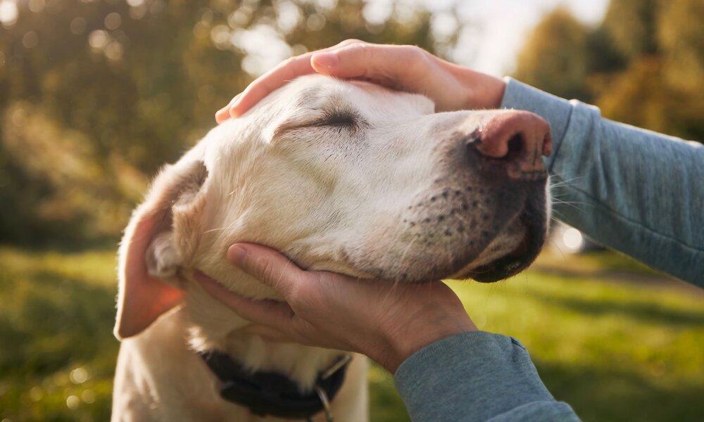 Ein cremefarbener Labrador mit geschlossenen Augen genießt streichelnde Hände auf einer grünen Wiese im Sonnenschein. | © Adobe Stock / Chalabala