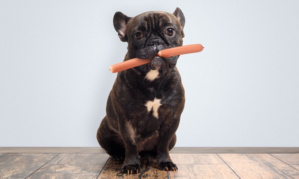 Eine schwarzbraune Französische Bulldogge sitzt auf Holzboden und hält eine Wurst quer im Maul vor hellblauer Wand. | © Adobe Stock / kozorog