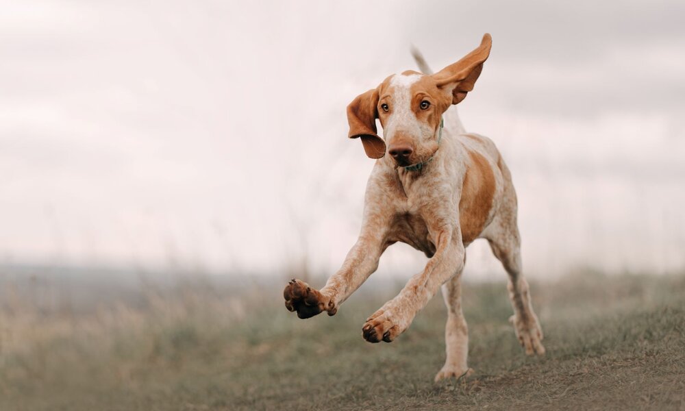 Brauner Jagdhund mit langen Schlappohren läuft dynamisch über eine Wiese, Ohren flattern im Wind vor hellem Himmel. | © Adobe Stock / ksuksa