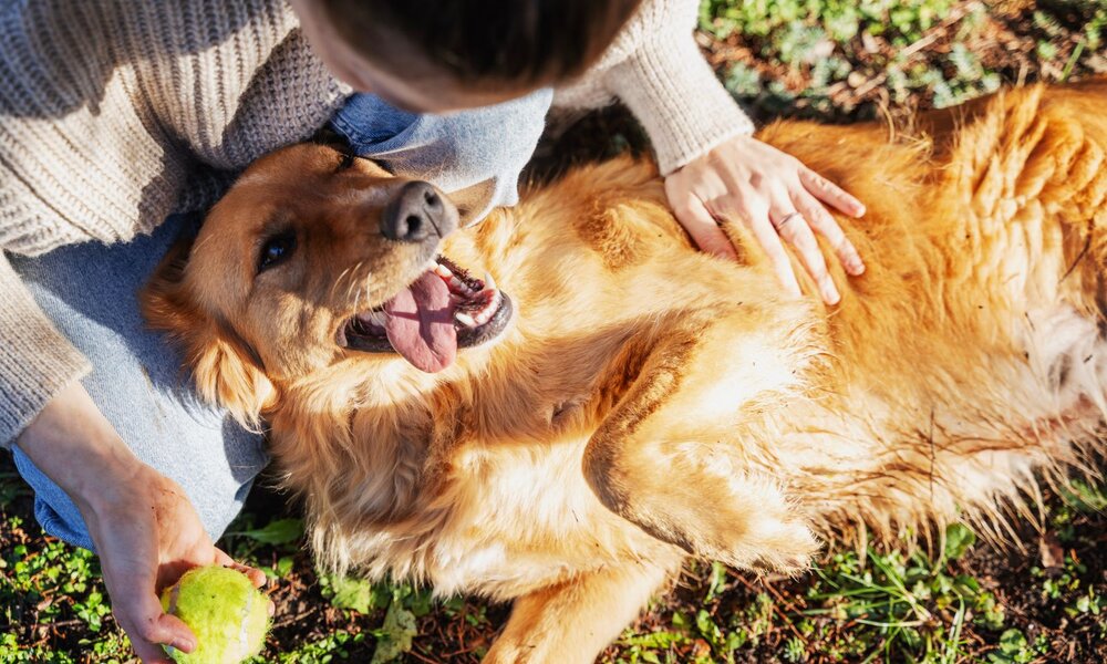 Ein fröhlicher Golden Retriever liegt auf dem Rücken im Sonnenlicht, die Zunge hängt heraus, während eine Hand sanft seinen Bauch streichelt. | © Adobe Stok / olezzo