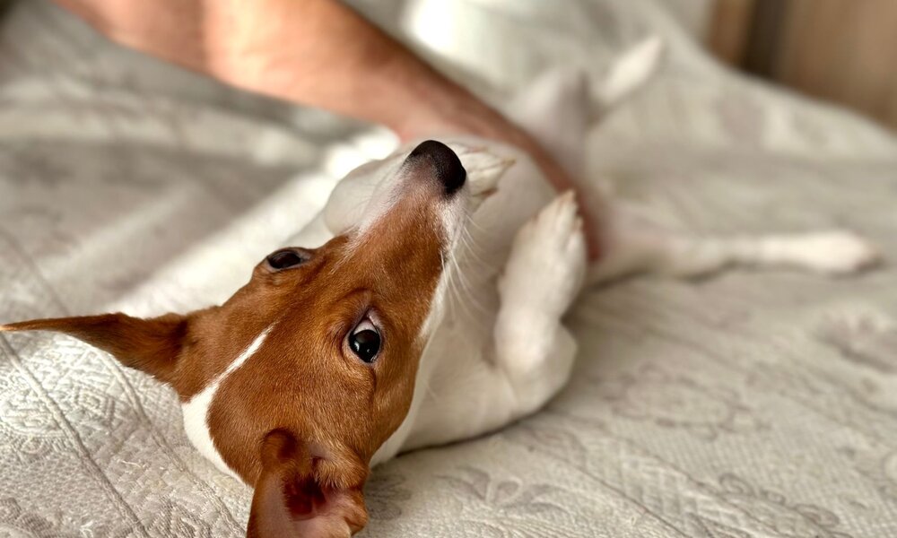 Ein Jack-Russell-Terrier mit aufmerksamem Blick wird auf einem Bett von einer Hand am Bauch gestreichelt. | © Adobe Stock / nadyarakoca