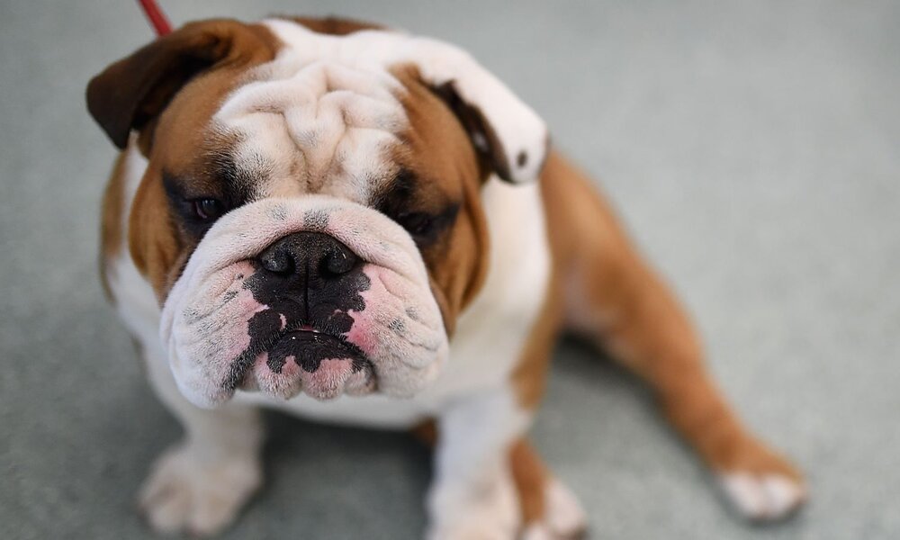 Eine braun-weiße Bulldogge mit faltigem Gesicht und schwarzer Zeichnung um die Schnauze sitzt auf einem grauen Boden. | © 2017 Getty Images/Jamie McCarthy