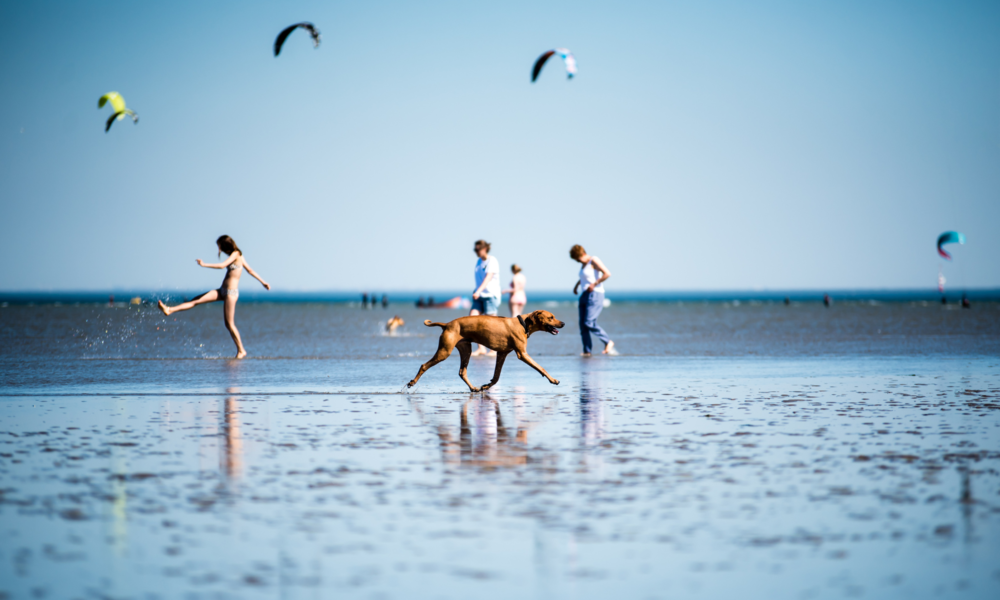 Nordsee mit Hund | © Adobe Stock/Dirk