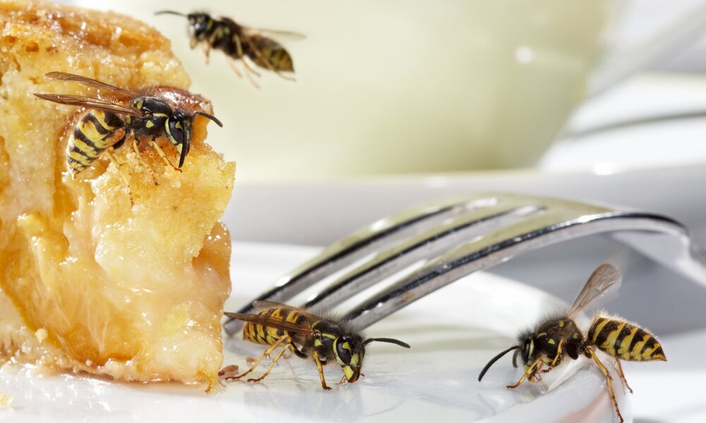Fünf Wespen umschwirren und krabbeln auf einem saftigen Stück Apfelkuchen auf weißem Teller neben einer silbernen Gabel. | © Adobe Stock/ Ingo Bartussek