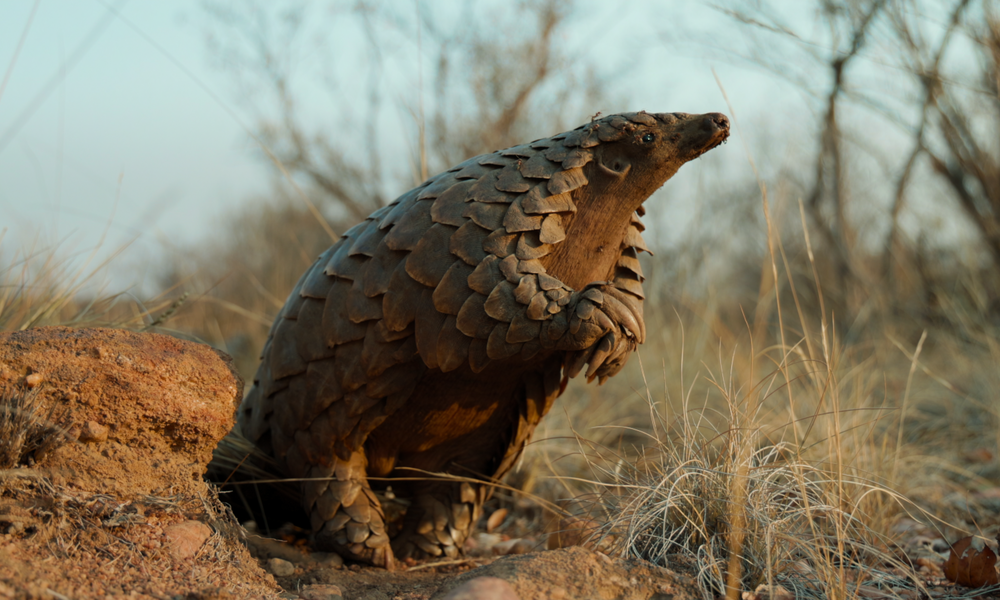 Die aktuelle Netflix-Doku "Pangolin: Kulus Weg" beleuchtet das Leben eines Schuppentiers - und ist absolut sehenswert!  | © Netflix