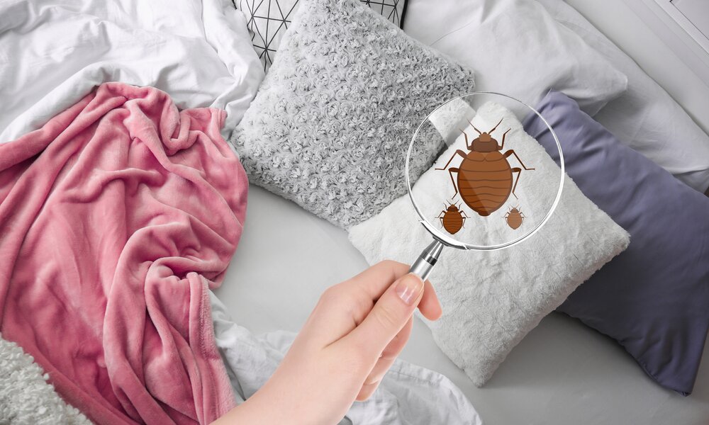 Hand hält Lupe über Kissen auf ungemachtem Bett, darunter vergrößerte Darstellung von drei braunen Bettwanzen | © Adobe Stock/ Africa Studio