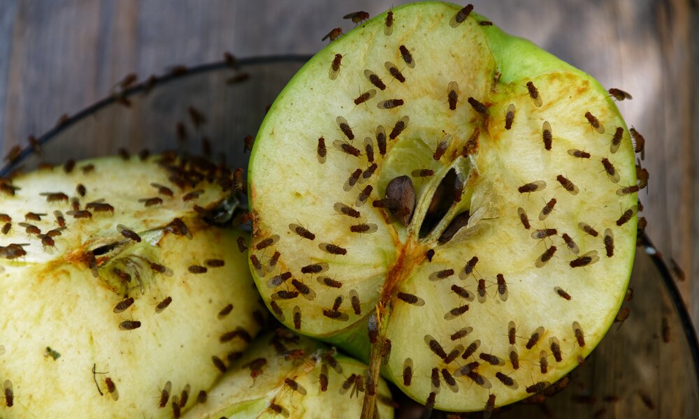 Aufgeschnittener grüner Apfel, überzogen mit Dutzenden Fruchtfliegen, liegt auf Holzuntergrund im diffusen Tageslicht. | © Adobe Stock/ Kiwi Anne