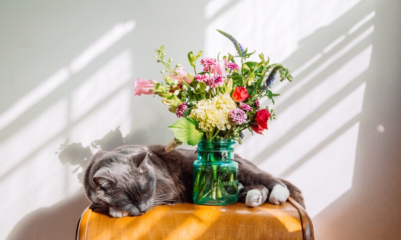 schlafende Katze hinter einem Blumenstrauß | © gettyimages / Jena Ardell
