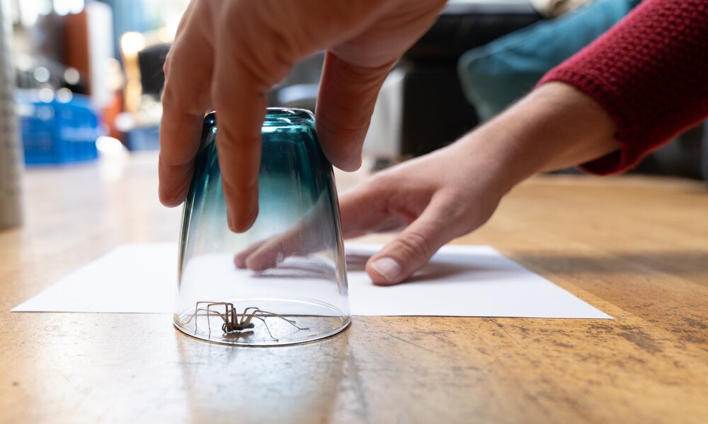Eine Hausspinne sitzt unter einem umgedrehten Glas, das von zwei Händen über einem Blatt Papier gehalten wird. | © Adobe Stock/ Leoniek