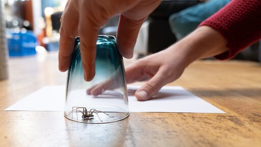 Spinnen vertreiben: Die 4 effektivsten Hausmittel und geniale Tricks zur Vorbeugung!