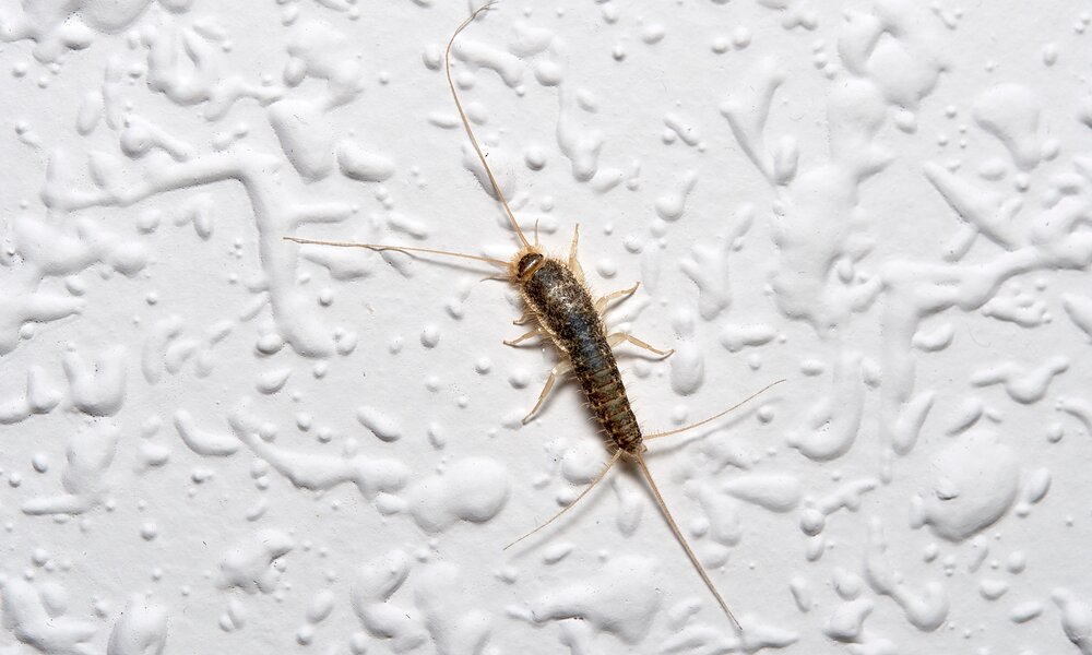 Ein einzelnes Silberfischchen mit langen Fühlern krabbelt über eine weiß strukturierte Badezimmerwand. | © Adobe Stock/ Macronatura.es