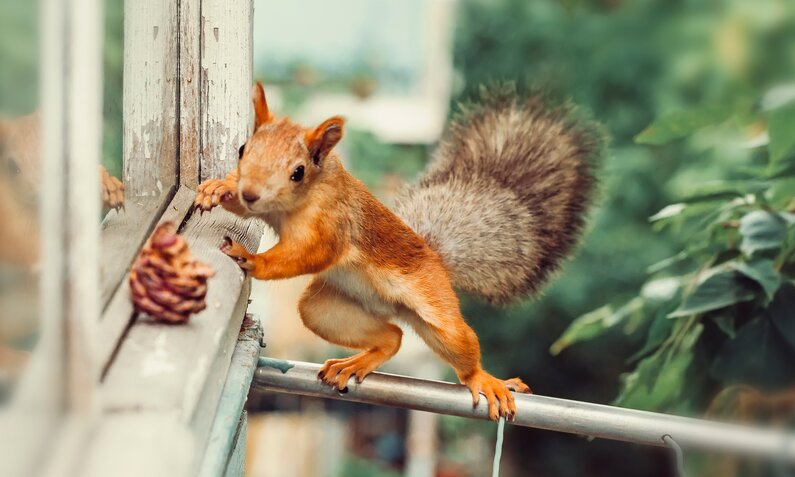 Eichhörnchen am Fenster | © Getty Images/Oksana Ariskina