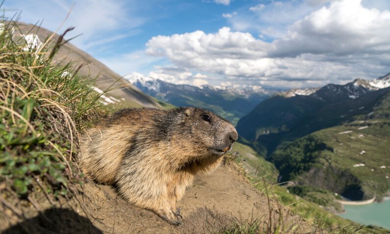 Murmeltier im Gebirge | © Getty Images/Westend61