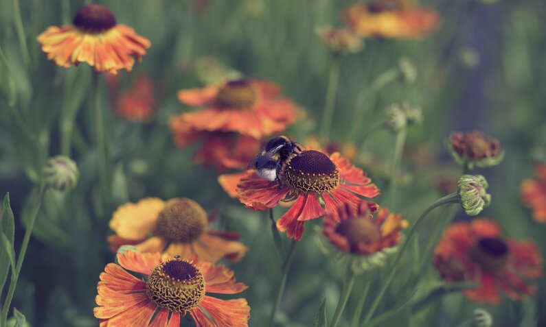 Biene in Blume | © gettyimages / Oliver Helbig