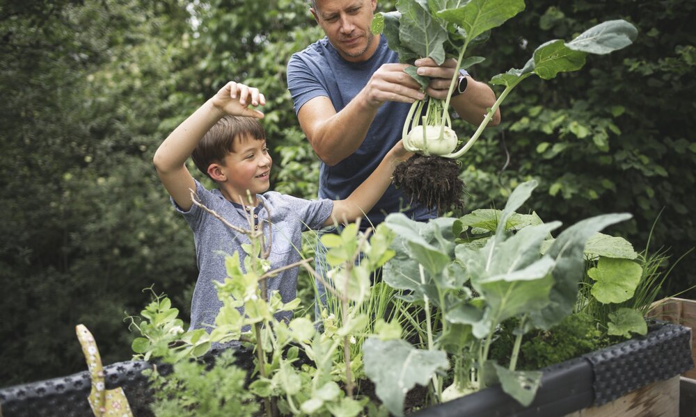 Dieses Gemüse wächst auch in einem schattigen Garten | ©  Getty Images / Westend61