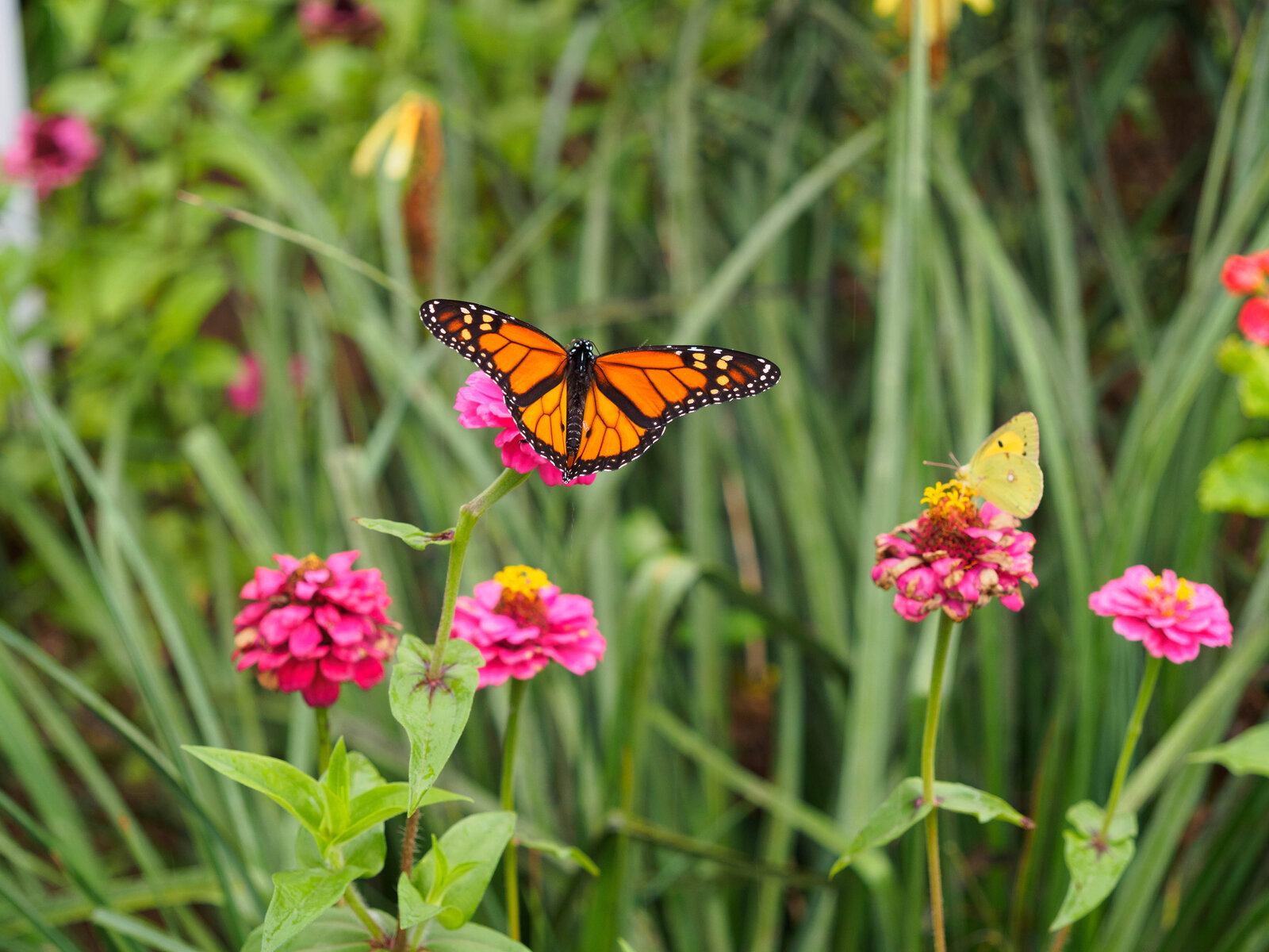 Die 10 besten Blumen für Schmetterlinge