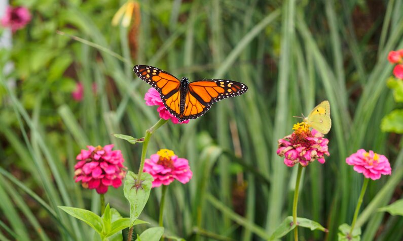 Die 10 besten Blumen für Schmetterlinge | ©  Getty Images / Brandon Rosenblum