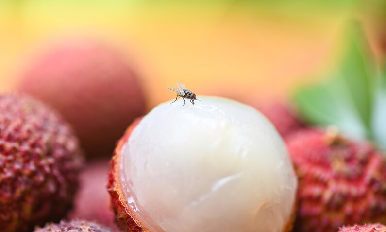 Fruchtfliegen bekämpfen: Mit diesen Tricks bekommst du die Plage in den Griff | ©  Getty Images / panida wijitpanya