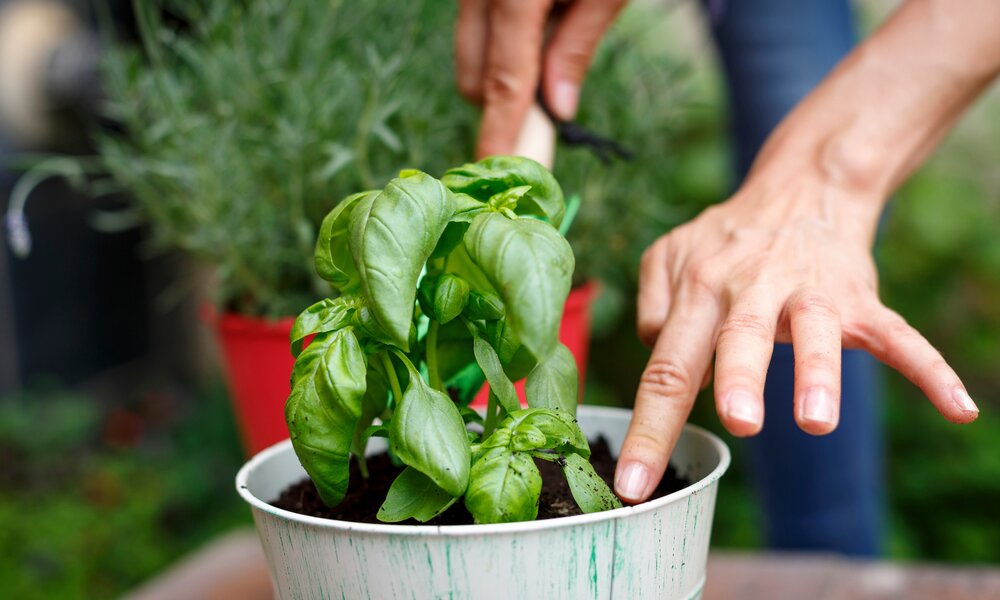 Kräutergarten im Juni: Diese 5 Kräuter solltest du jetzt anbauen | © Getty Images / Quim Roser