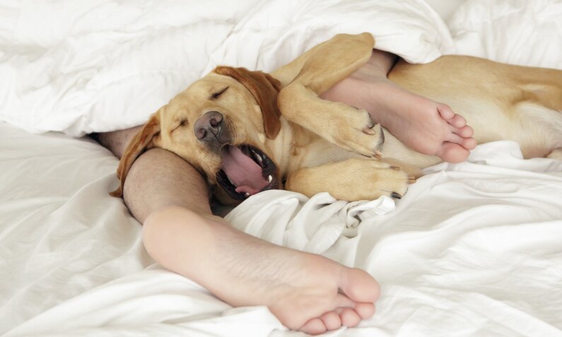 Darum sollte dein Hund mit im Bett schlafen | ©  Getty Images / Steven Puetzer