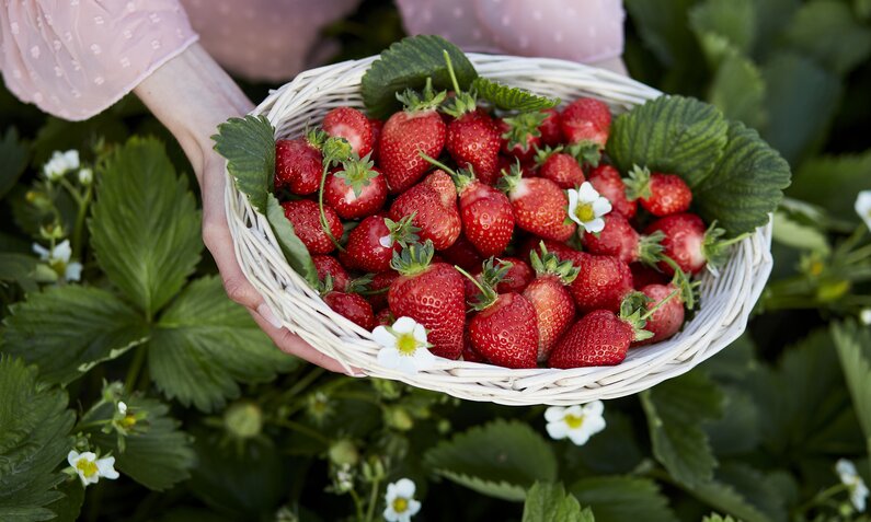 Zwei Hände halten Schale mit Erdbeeren | © Getty Images / NataliaAlkema