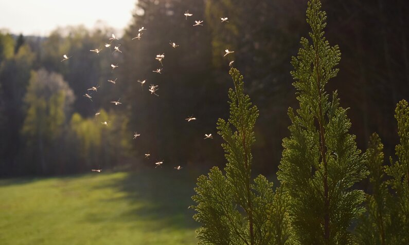 Mücken-Alarm: Diese 3 Pflanzen vertreiben die Störenfriede | ©  Getty Images / Tunatura