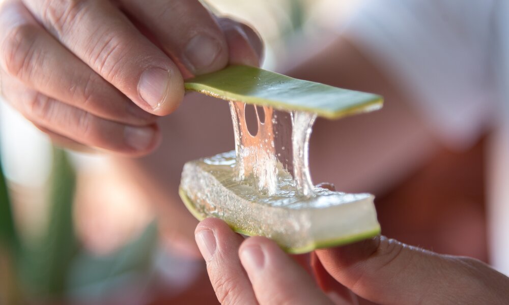 Aloe Vera: Das vielseitige Wundermittel | ©  Getty Images / Xavi Talleda · Photo collection · (C)