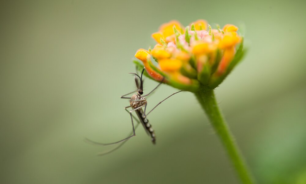 Mücke auf Blüte | © Getty Images / Tahreer Photography