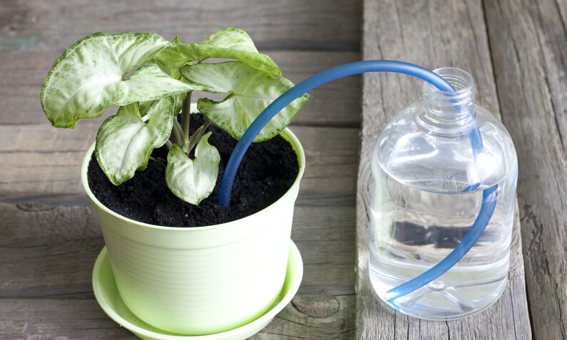 Pflanzenpflege: 3 DIY-Bewässerungsideen für den Urlaub | ©  Getty Images / udra