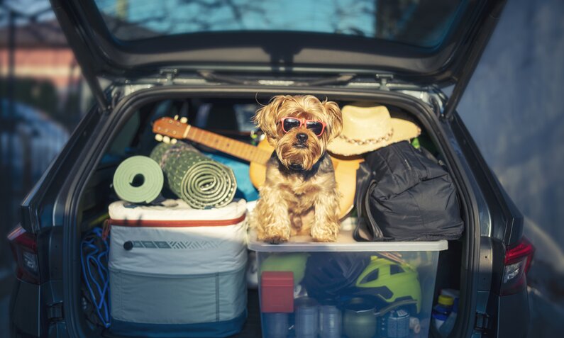 Hund im Kofferraum mit Reisegepäck | © Getty Images / ArtistGNDphotography