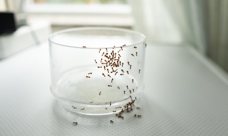 3 praktische Hausmittel gegen Ameisen  | ©  Getty Images / Koldunov