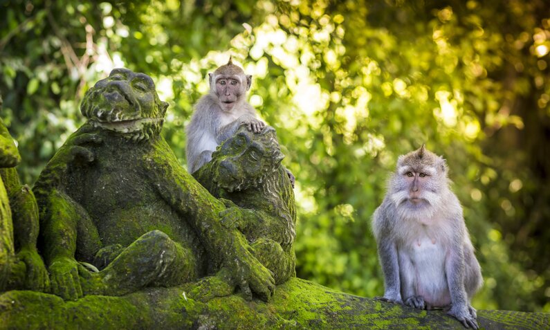 Der Monkey Forest: Affenparadies in Ubud | ©  Getty Images / trubavin