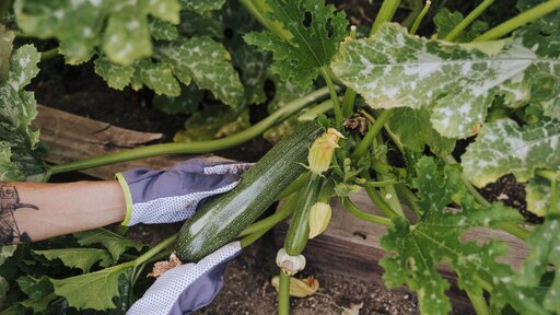 Gemüse, Kräuter und Co.: Diese Pflanzen kannst du im Juli noch in deinem Garten pflanzen