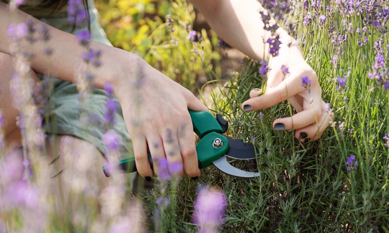 Frauenhände schneiden mit einer Gartenschere Lavendel zurück | ©  Getty Images / Almaje