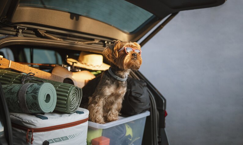 Ein Hund mit Sonnenbrille sitzt im aufgeklappten Kofferraum auf Reisegepäck | ©  Getty Images / ArtistGNDphotography