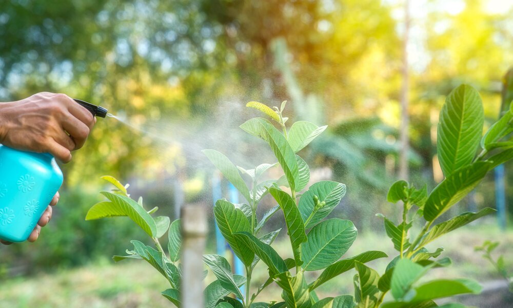 Mann besprüht seine Pflanzen mit einer blauen Sprühflasche | ©  Getty Images / Ton Pornprasit Panada
