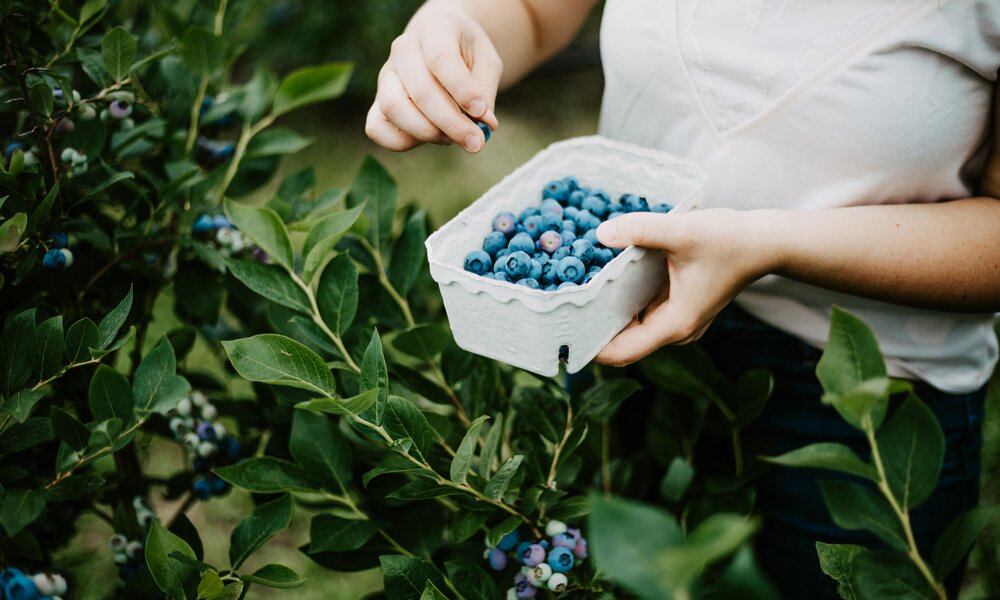 Frau pflückt Blaubeeren von einem Strauch  | ©  Getty Images / Lisa Schaetzle