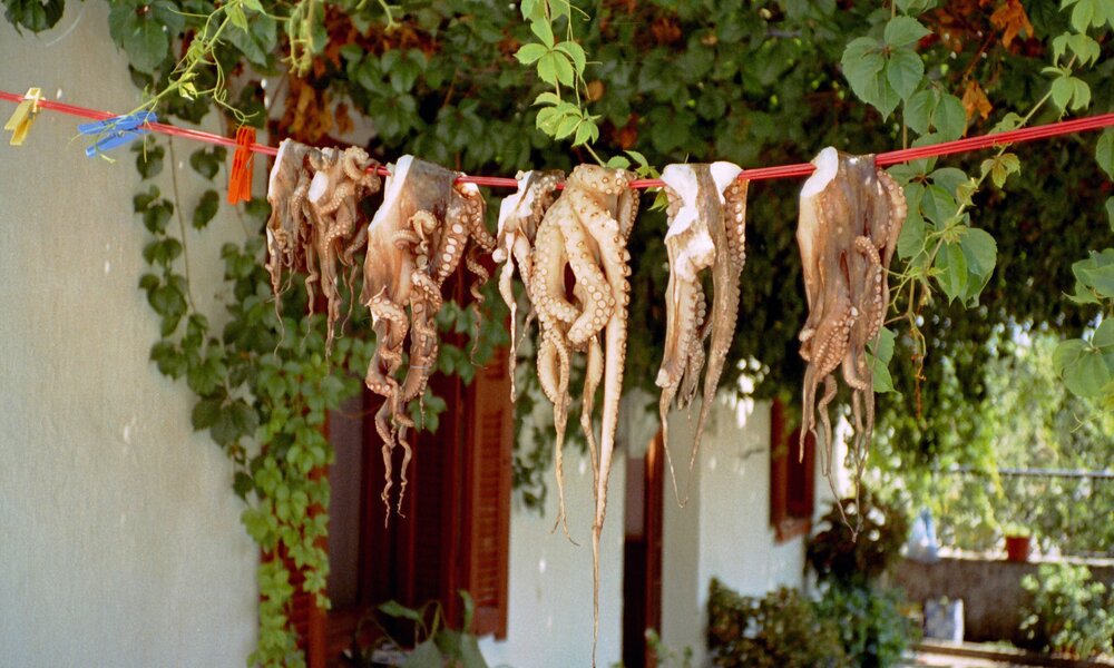 Oktopus hängt auf einer Wäscheleine zum Trocknen  | ©  Getty Images / Spinool - Bergen op Zoom
