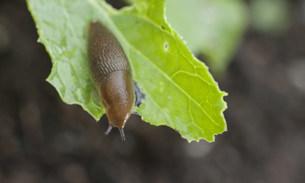 Eine Nacktschnecke sitzt auf einem Blatt | ©  Getty Images / 	Joseph De Sciose / Aurora Photos