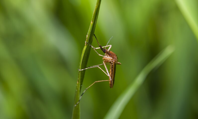 Eine Mücke sitzt auf einem Grashalm | ©  Getty Images / Anton Petrus