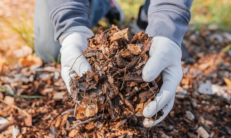 Hände in Handschuhen verteilen Mulch im Beet  | ©  Getty Images / Larisa Stefanuyk