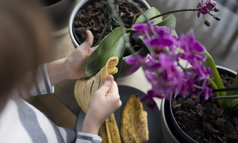 Hände reiben mit einer alten Bananenschale über das Blatt einer Orchidee. | © Getty Images / Elva Etienne