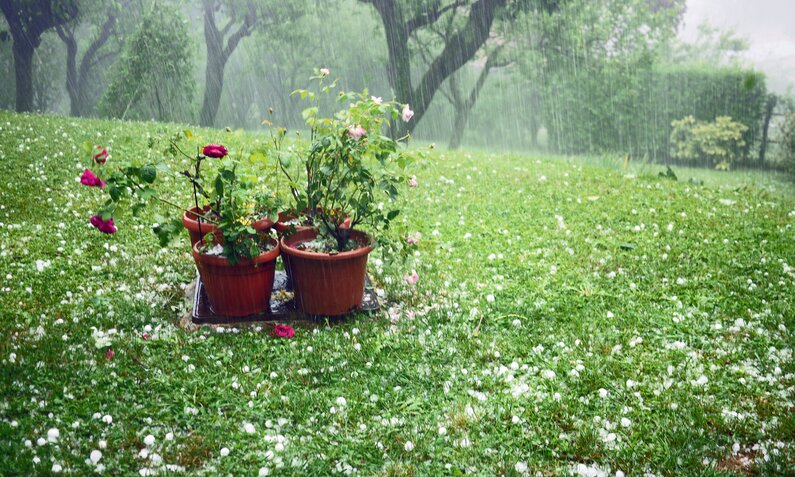 Regen im Garten, im Vordergrund ein Strauch Rosen | ©  Getty Images / Rosmarie Wirz