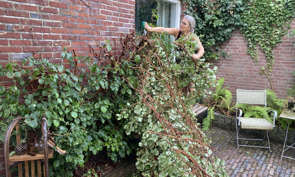 Frau schneidet Busch nach Sturmschaden | ©  Getty Images / middelveld