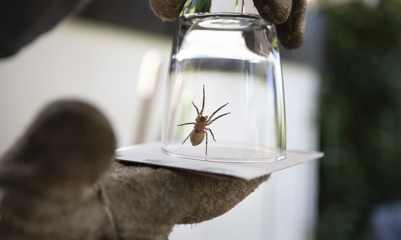 Spinne in einem Glas  | ©  Getty Images / Elva Etienne