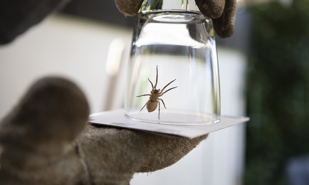 Spinne in einem Glas  | ©  Getty Images / Elva Etienne