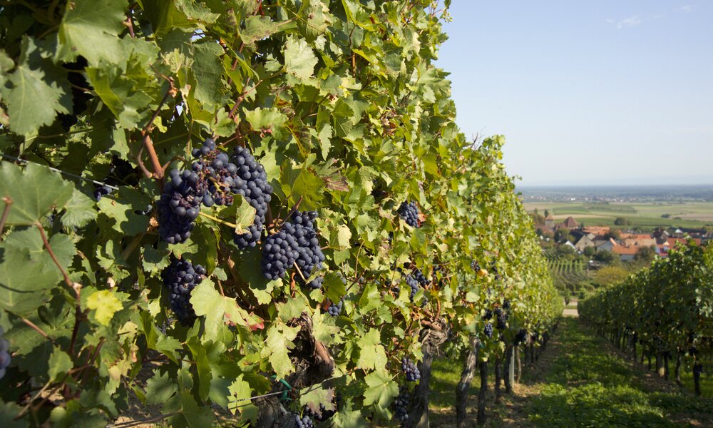 Weinreben in Oberwesel der Pfalz | ©  Getty Images / rotofrank
